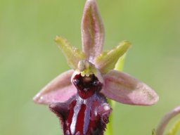 Ophrys_incubacea_La_Arrabida-1